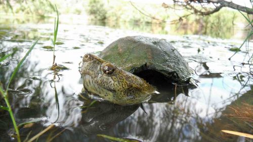 female-rough-footed-mud-turtle